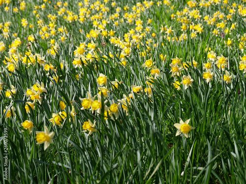 Gelbe Blütenwiese, Hang