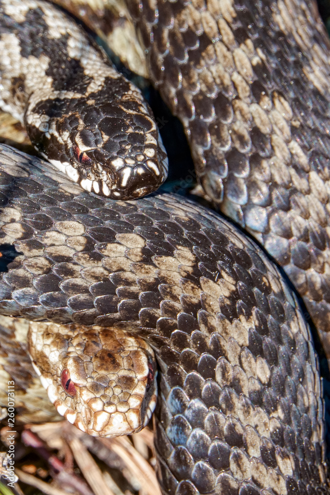 Obraz premium Venomous viper species