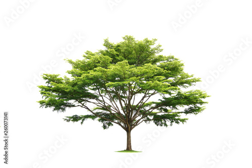 Green trees isolated on white background