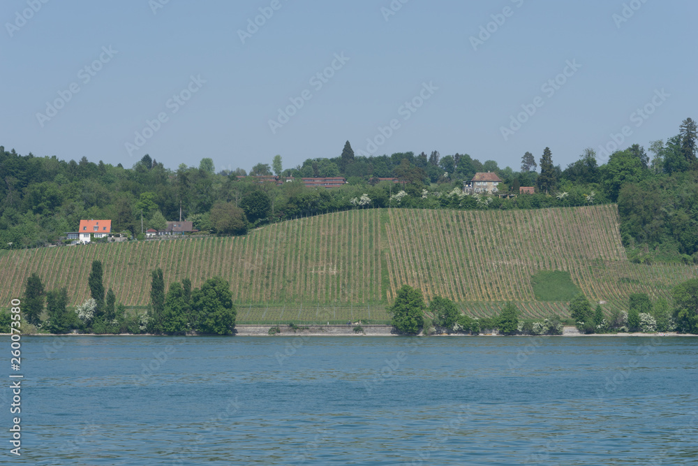 Weinanbau bei Meersburg am Bodensee