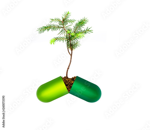 Junger Pflanzentrieb in Pille