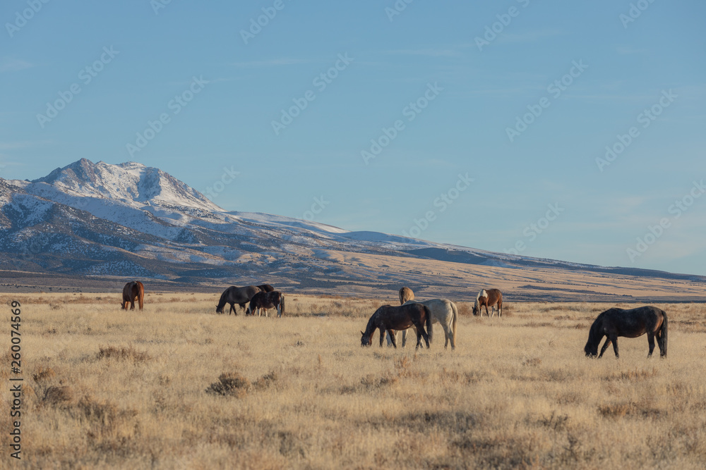 Wild Horses in Utah in WEinter