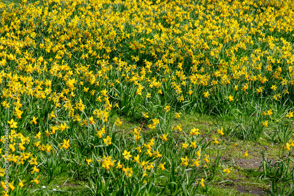 Field yellow crocuses