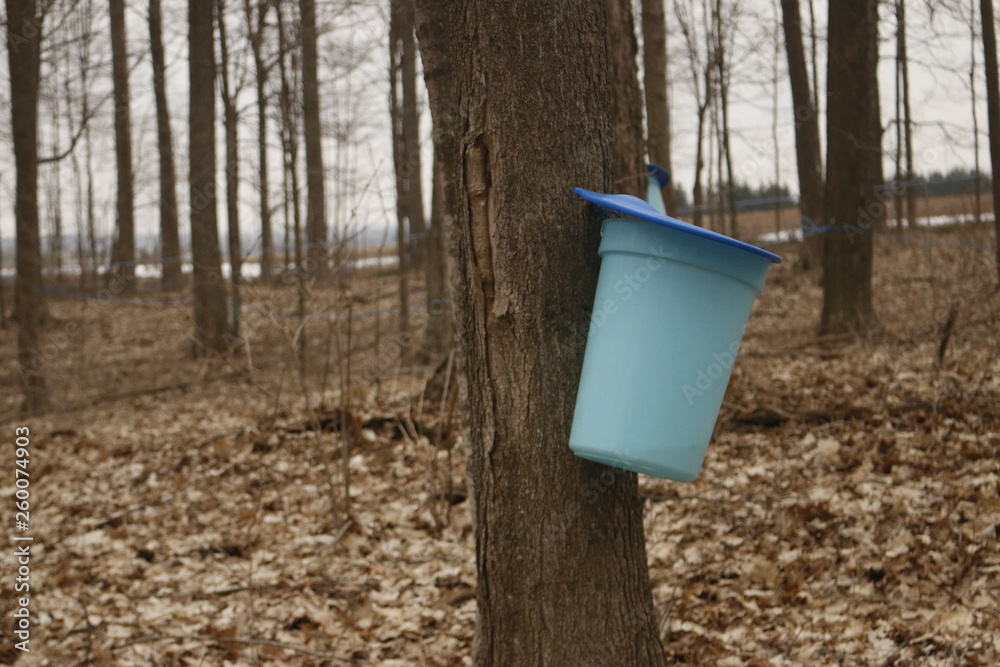 Maple Tapping Tapping maple trees for their sap in the Spring which