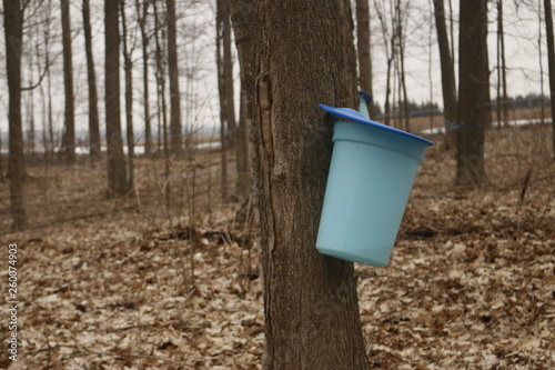 Maple Tapping - Tapping maple trees for their sap in the Spring which will be converted to maple syrup. Photographed in Elmira Ontario Canada