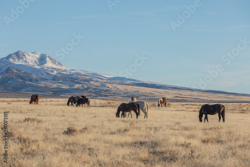 Wild Horses in Utah in WEinter