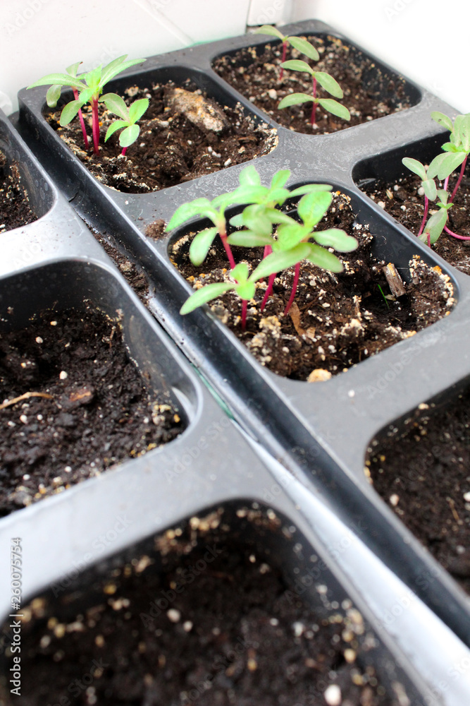 Fresh tomato seedlings growing on a windowsill