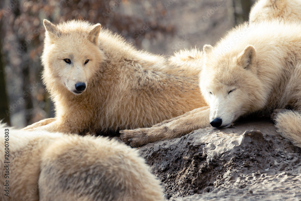 Obraz premium wolves in winter