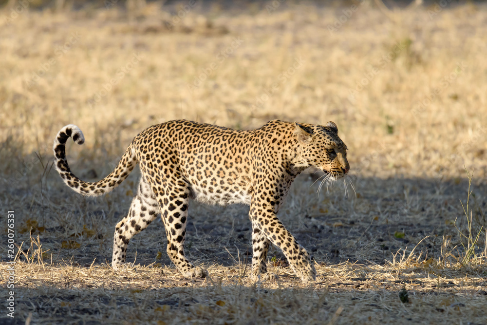 Naklejka premium Leopard