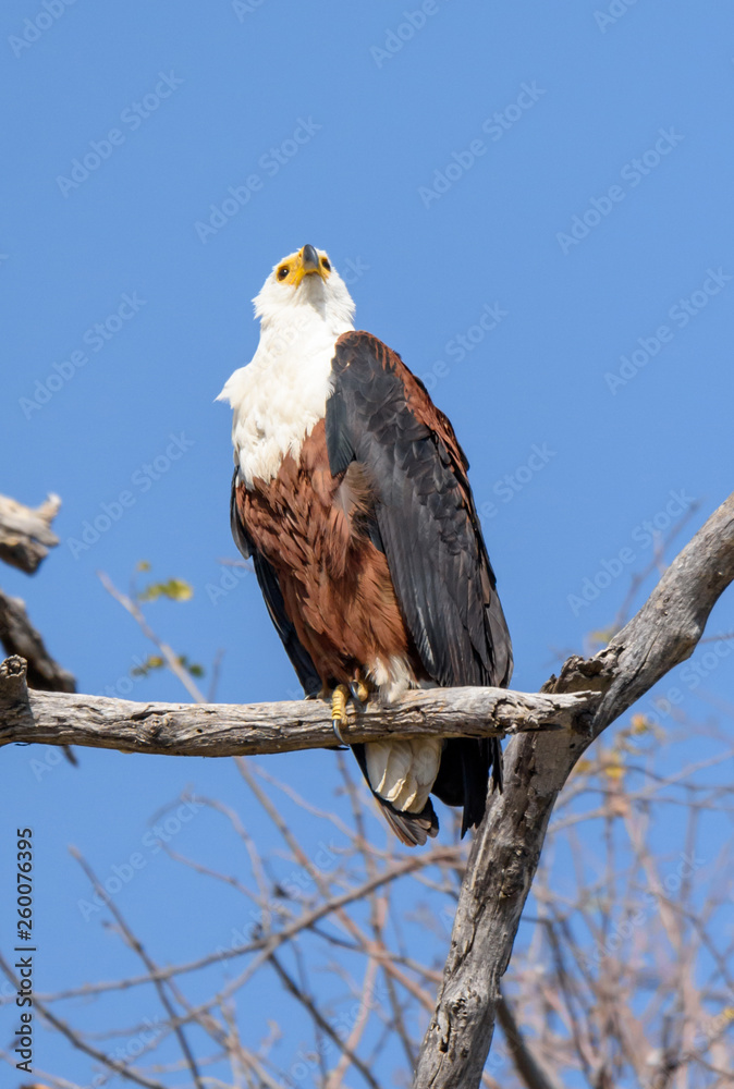 Adler Adler