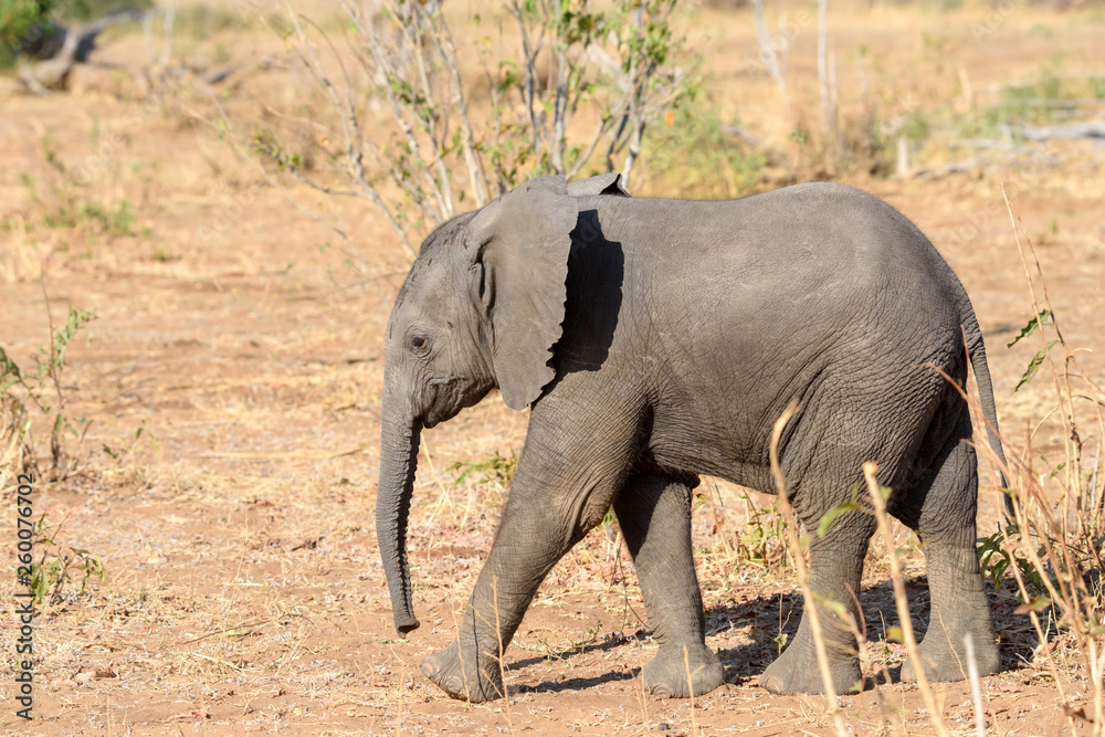 Fototapeta premium Elefant