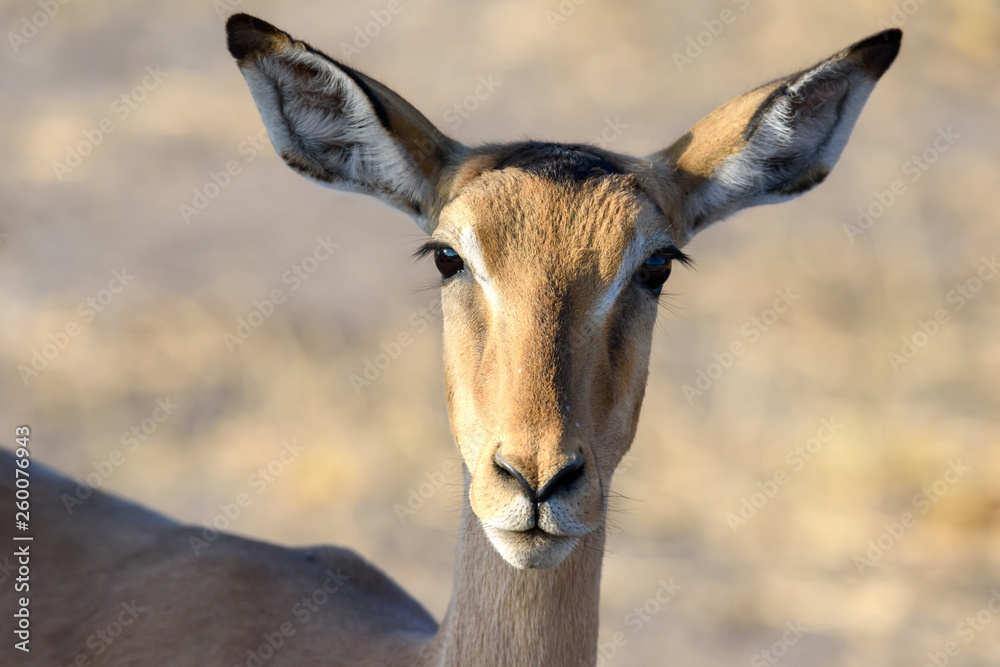Antilope Antilope