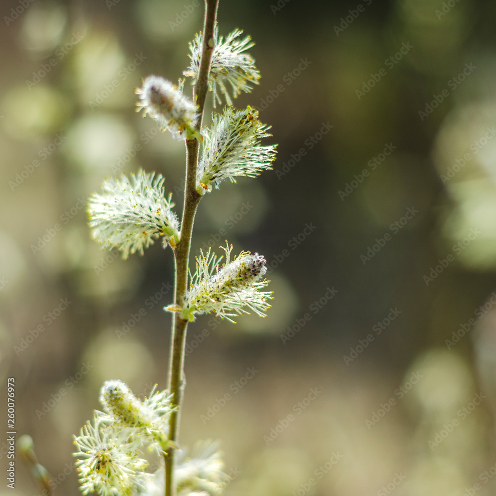 closeup of delicate catkins in the springtime closeup of delicate catkins in the springtime