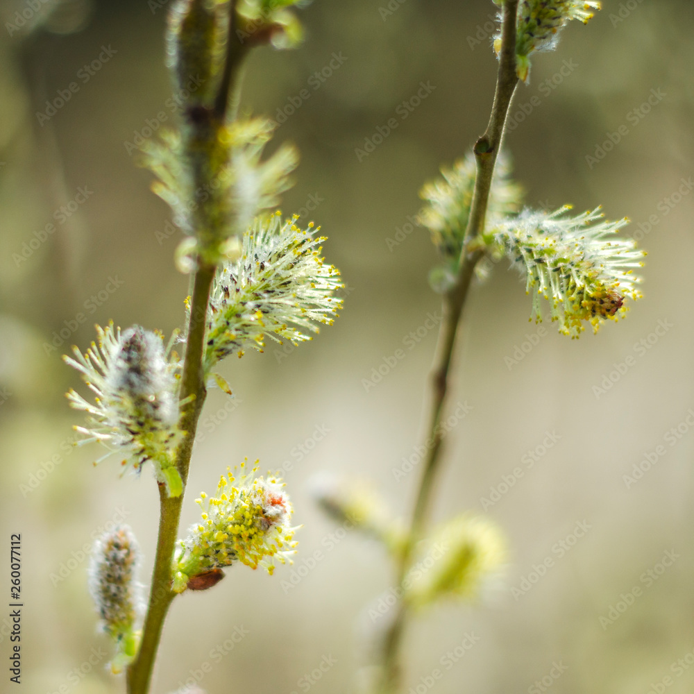 closeup of delicate catkins in the springtime