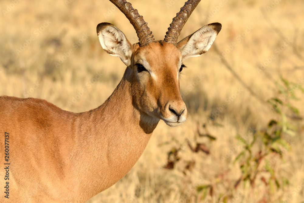 Antilope