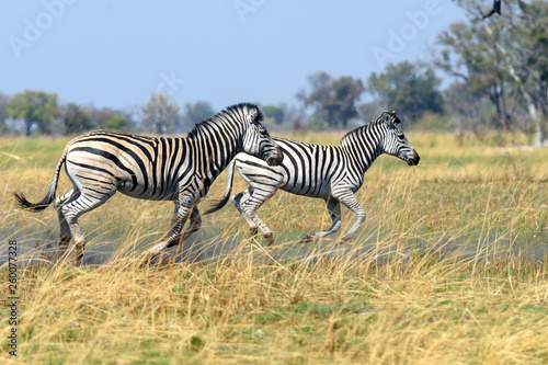 Zebra