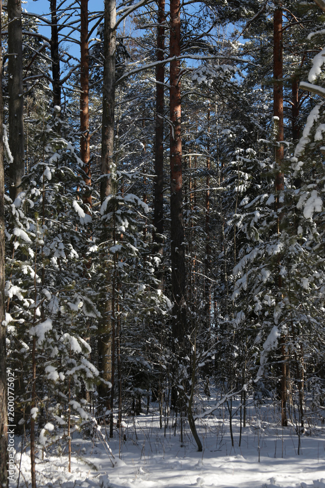 Fototapeta premium Winter forest covered in snow, vertical picture