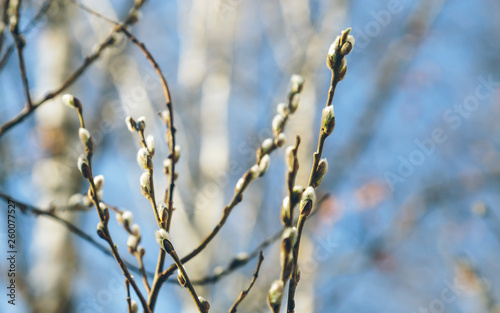 willow branches in the spring in the park