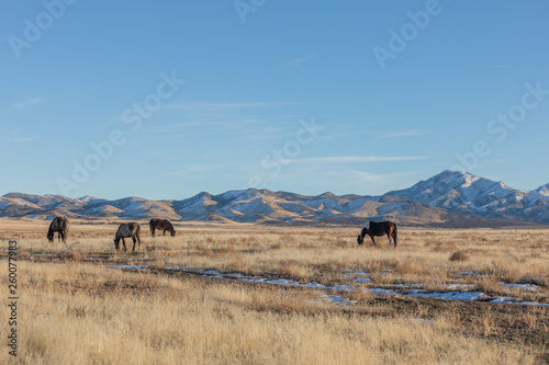 Wild Horses in Utah in WEinter © natureguy