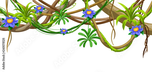 Twisted wild lianas branches background. Jungle vines plants.