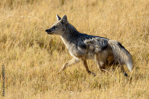 Kojote © Knöpfli
