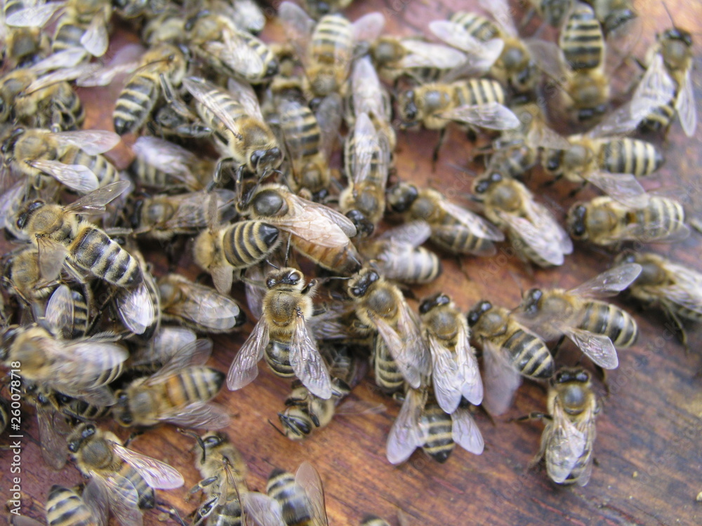 cluster requeening by bees, colony of bees. Bees took queen bee to cluster after replanting, wrong replacement. Working bees kill queen bee.