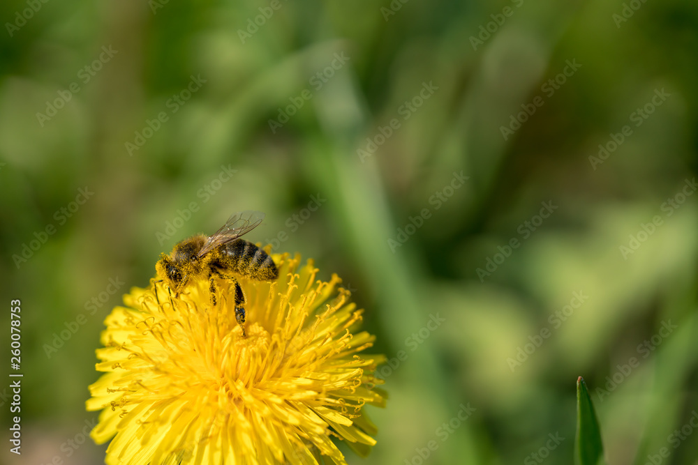Honey bee collecting pollen on a dandelion Honey bee collecting pollen on a dandelion