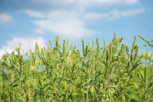 Young branch ambrosia blooming in the field. Plant causing allergies. Selective focus.