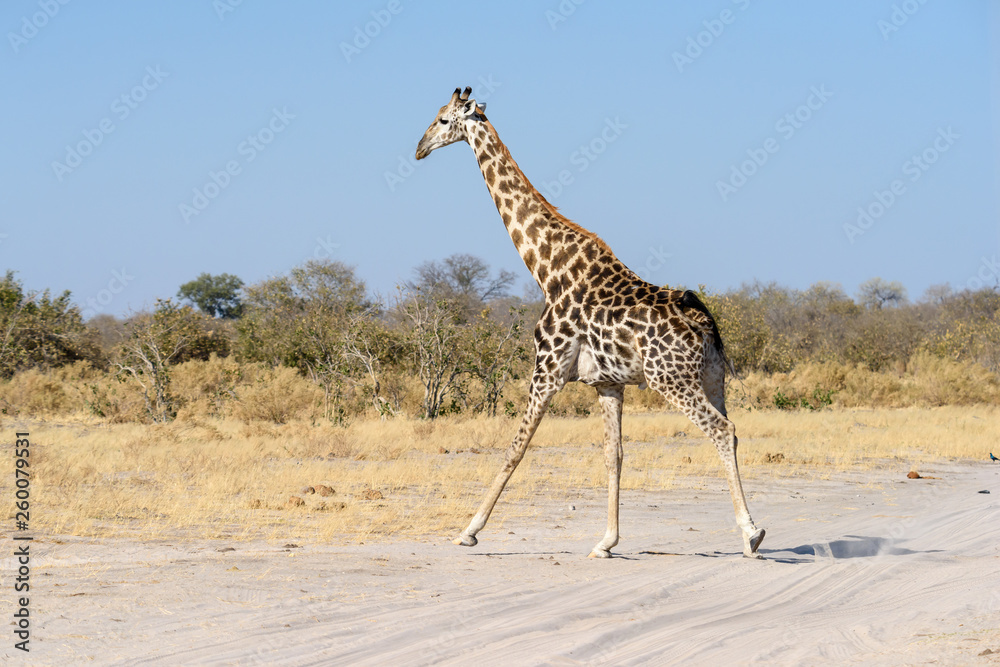Obraz premium Giraffe