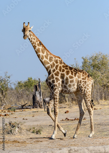 Giraffe © Knöpfli