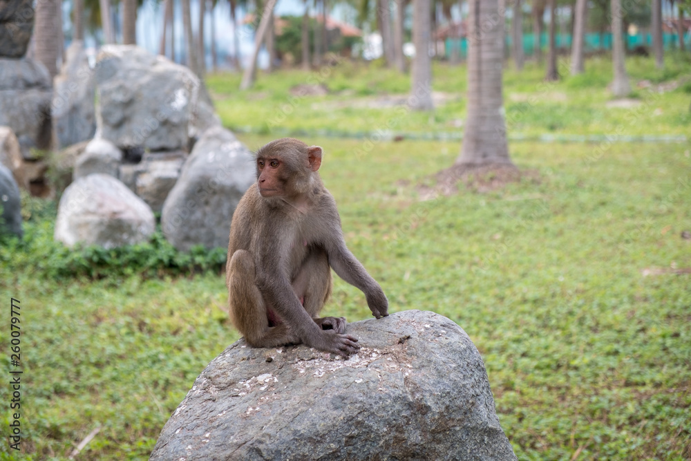 pensive monkey sitting on the rocks