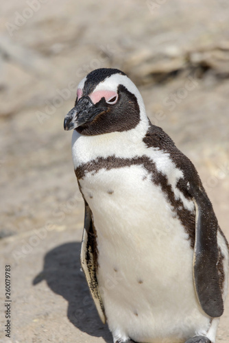 Pinguin