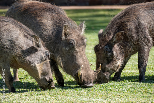 Warzenschwein