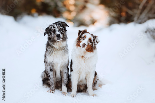 2 border collies © Frantiek