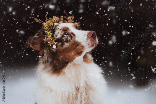Obraz na płótnie winter dog in snow