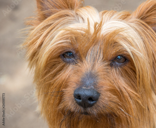 Close cropped portrait of a pet dog image with copy space in landscape format