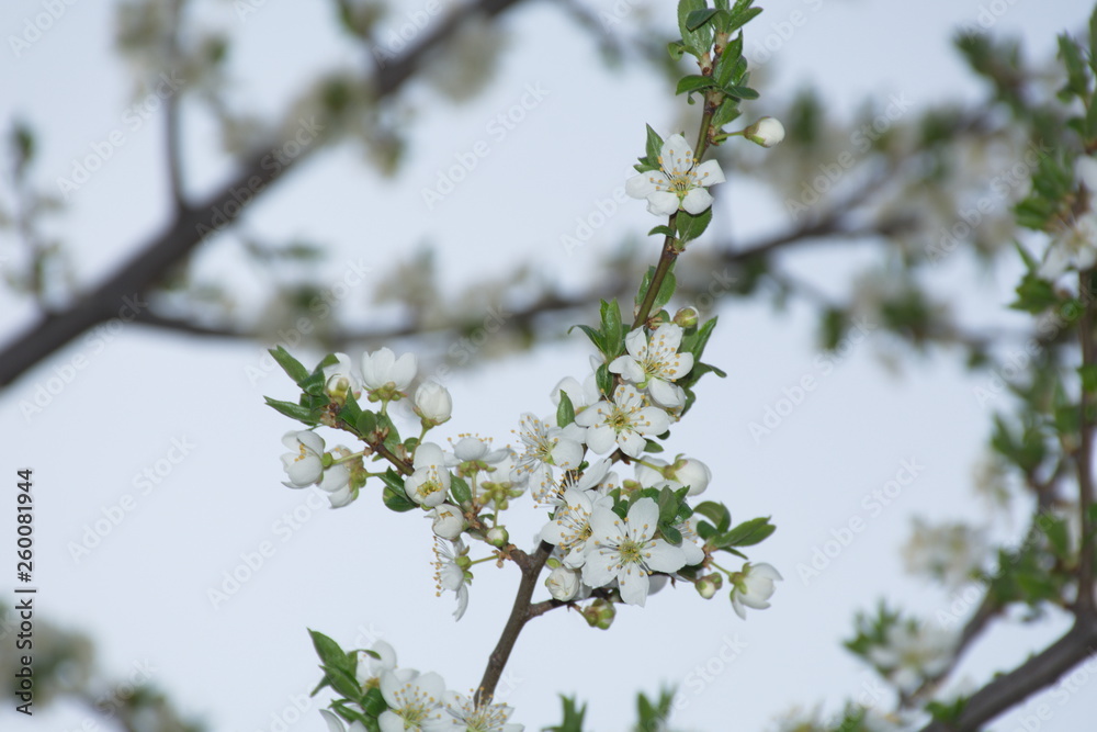 branch of a tree with white flowers branch of a tree with white flowers