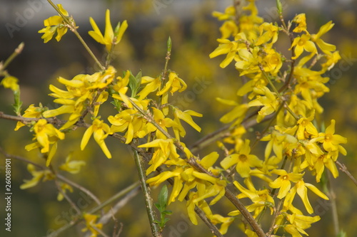 yellow flowers in the field © oleg