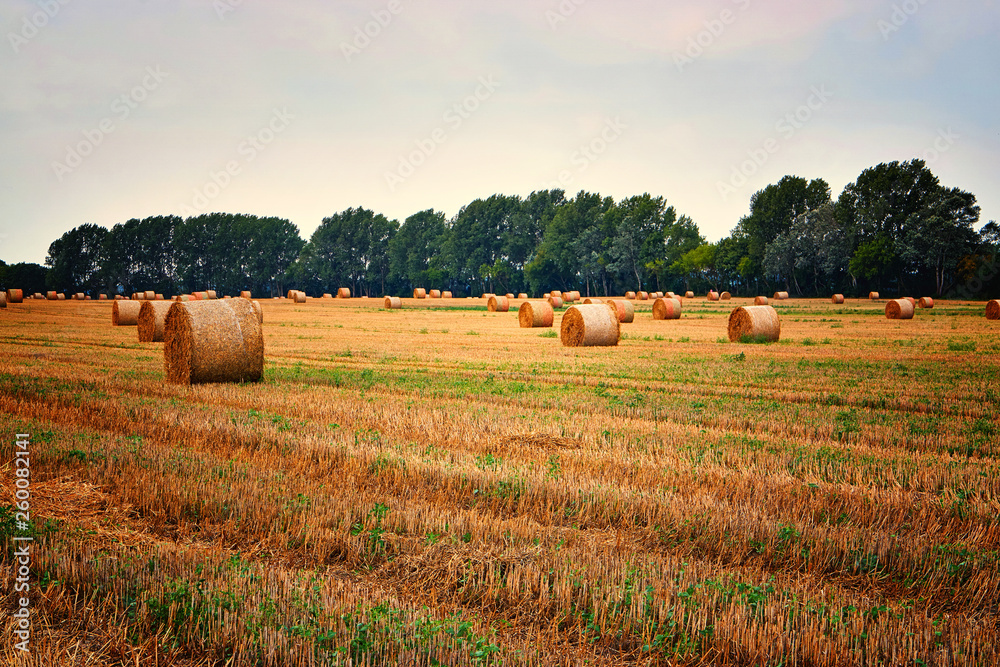 Many straw bales on a field.