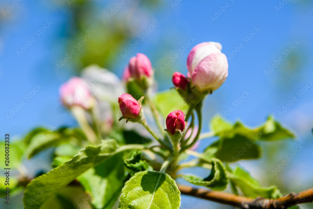Blossoming branches of the apple tree on spring Blossoming branches of the apple tree on spring