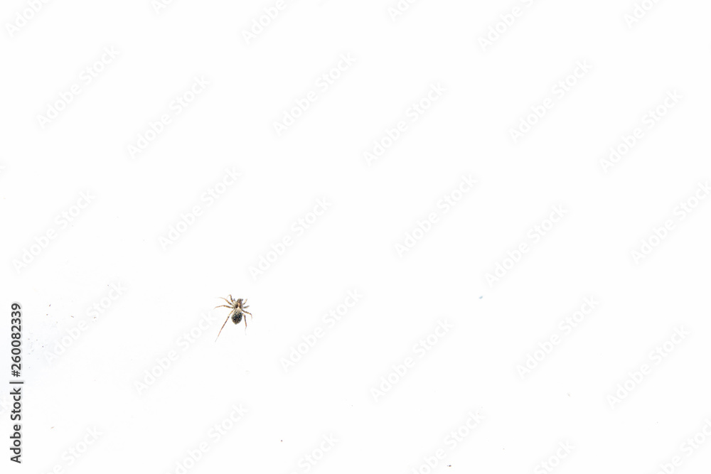 Little black spider on snow in early spring Little black spider on snow in early spring