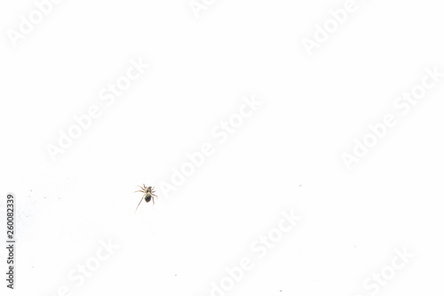 Little black spider on snow in early spring © Viktoriya09