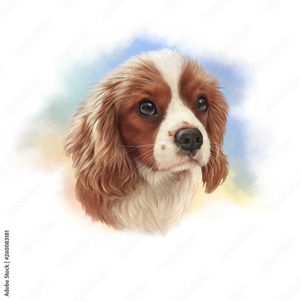 Illustration of Cavalier King Charles Spaniel. Realistic drawing of a  beautiful red-haired dog on watercolor background. Cute puppy. Animal art  collection: Dogs. Good for T-shirt, banner, pillow, card Stock Illustration  | Adobe