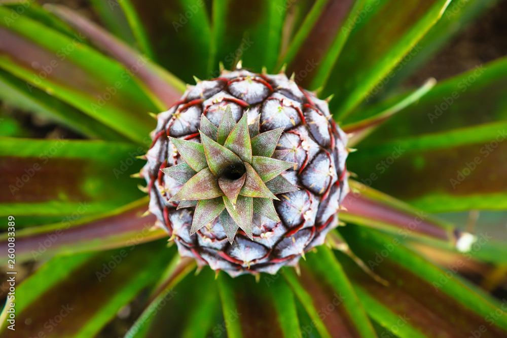 Fototapeta premium Pineapple growing on the green plantation.