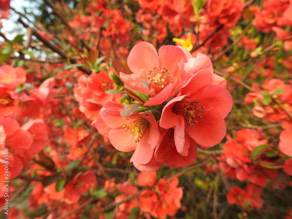 Fototapeta premium Zierapfelblüten