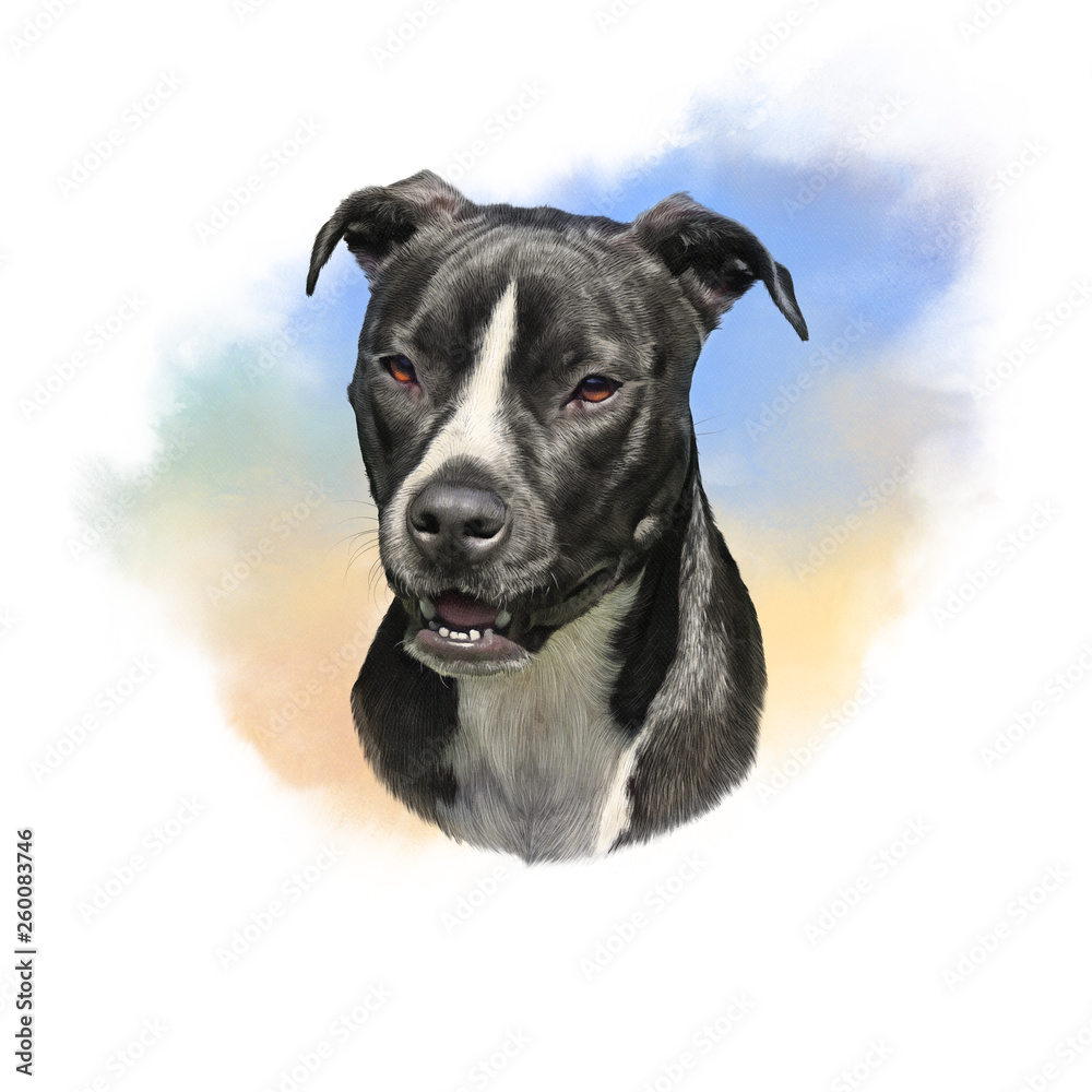 American Pit Bull Terrier. Boxer Dog. Watercolor Portrait of a cute dog. Animal art collection. Hand Painted Illustration of Pets. Art background for banner, cover, card, pillow. Design template