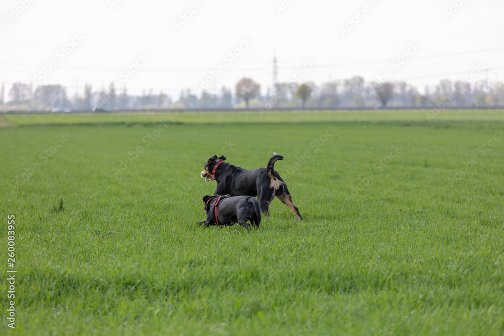 Appenzeller Mountain dog run with a Labrador mix puppy outdoors Appenzeller Mountain dog run with a Labrador mix puppy outdoors