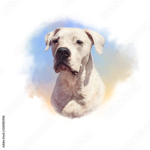 Argentine Dogo. Cute head of large, white dog on watercolor background. Drawing in realistic style. Portrait dog, hand drawing illustration. Animal collection: Dogs. Good for print on pillow, T shirt