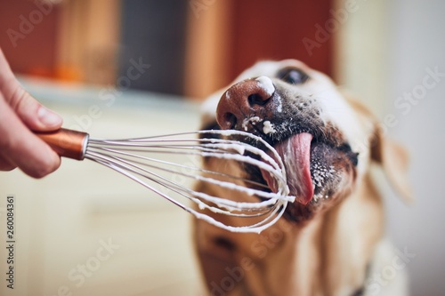 Dog licking cream photo