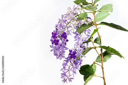 Star shaped purple bouquet flowers. Purple wreath flowers with 5 lobed petal and stiff green leafs isolated on white background.